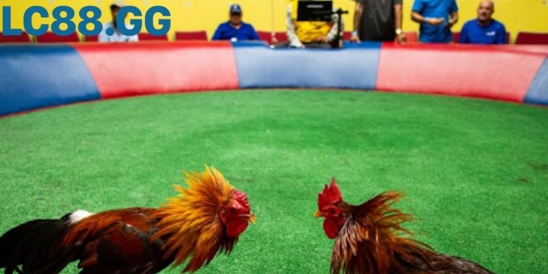 quy trình kiểm tra nghêm trước khi ra trường thi đấu trực tiếp đá gà Campuchia