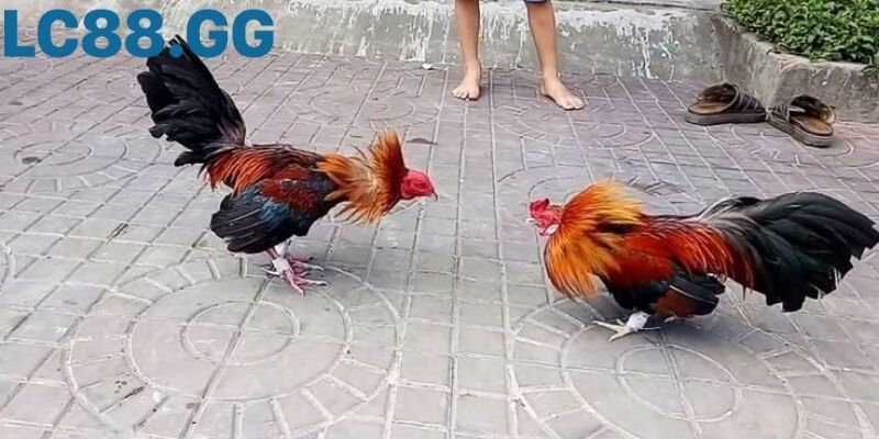 Khoảnh khắc nhập cuộc của hai chiến kê